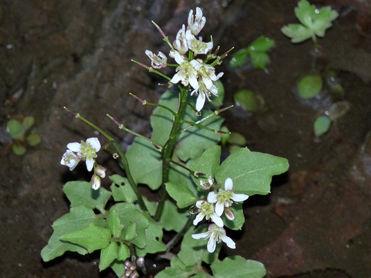 {Cardamine flagellifera}
